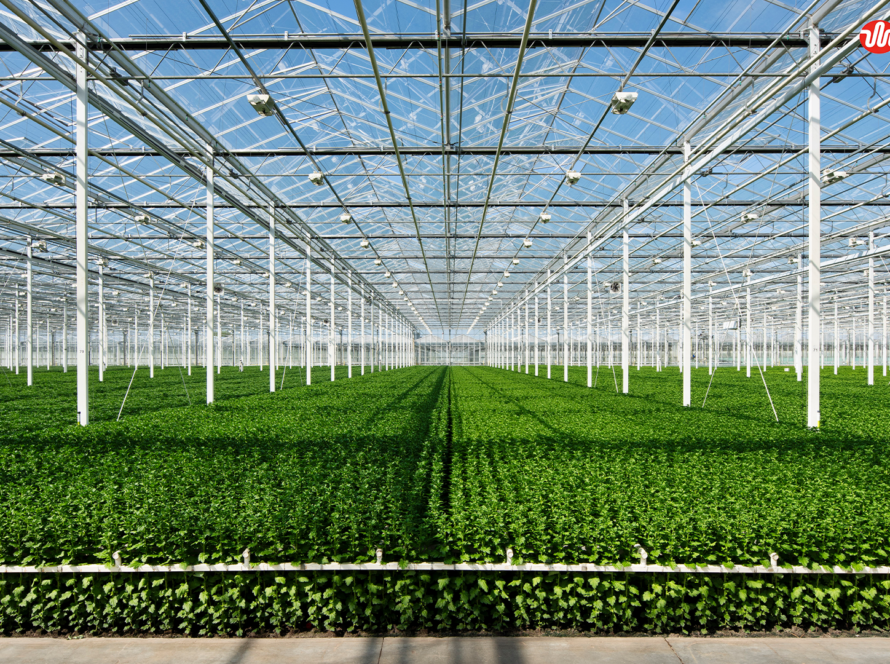 Modern Glass Greenhouse