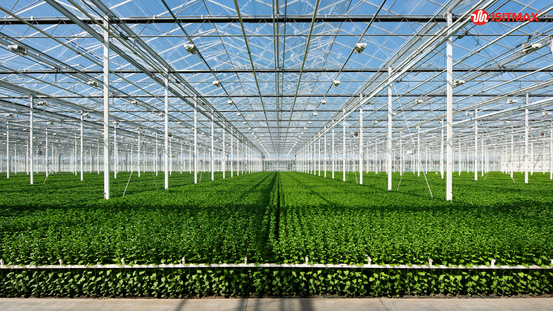 Modern Glass Greenhouse